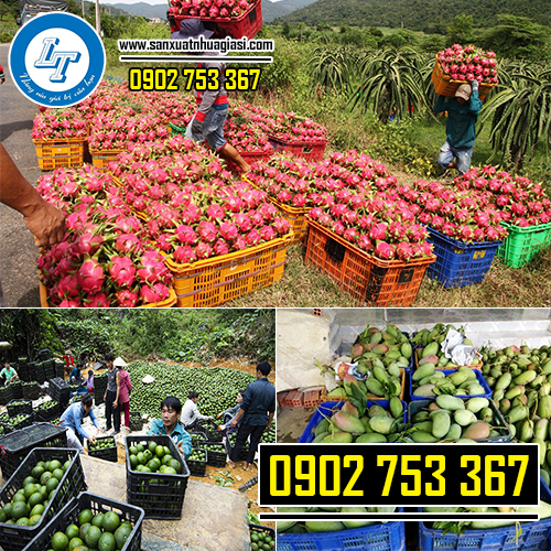 Sọt nhựa đựng trái cây là sản phẩm rất quen thuộc với người nông dân