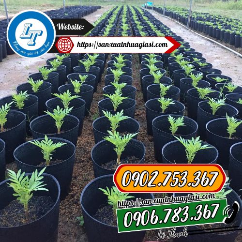 Chậu nhựa c9, c10, c11, c12 trồng vạn thọ Chậu nhựa c9, c10, c11, c12 trồng vạn thọ