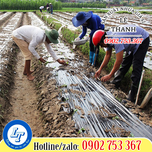 Sử dụng bạt nilon phủ đất trong nông nghiệp Sử dụng bạt nilon phủ đất trong nông nghiệp