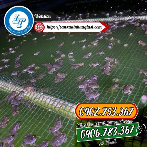 Sử dụng lưới cước làm lồng nuôi ếch Sử dụng lưới cước làm lồng nuôi ếch