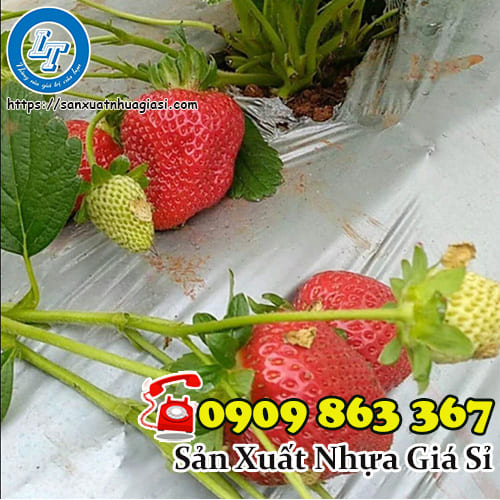 Sử dụng màng phủ nông nghiệp có bạc trong việc trồng dâu Sử dụng màng phủ nông nghiệp có bạc trong việc trồng dâu