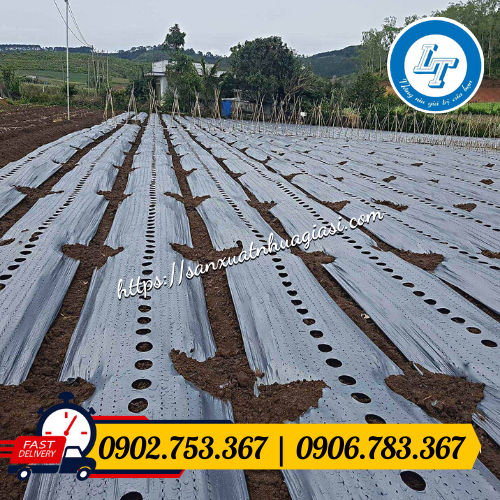 Sử dụng màng phủ nông nghiệp trước khi gieo giống Sử dụng màng phủ nông nghiệp trước khi gieo giống