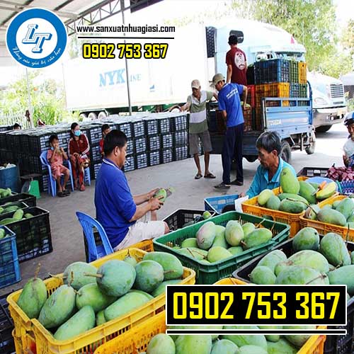 Sử dụng rổ nhựa đóng xoài để vận chuyển