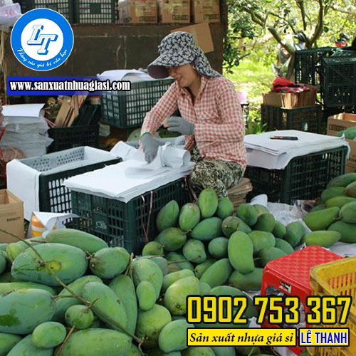 Sử dụng rổ xoài là phương pháp đóng gói trái cây hiệu quả Sử dụng rổ xoài là phương pháp đóng gói trái cây hiệu quả