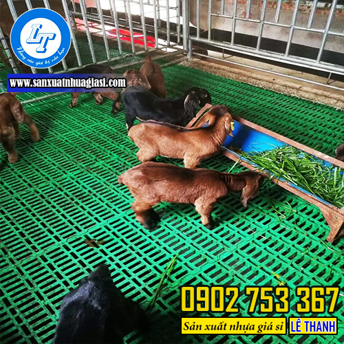 Sử dụng sàn nhựa lót chuồng chăn nuôi heo, dê