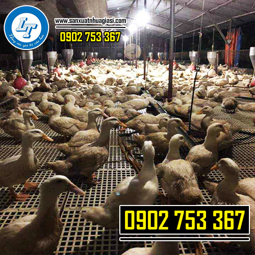 Tấm nhựa lót chuồng nuôi vịt