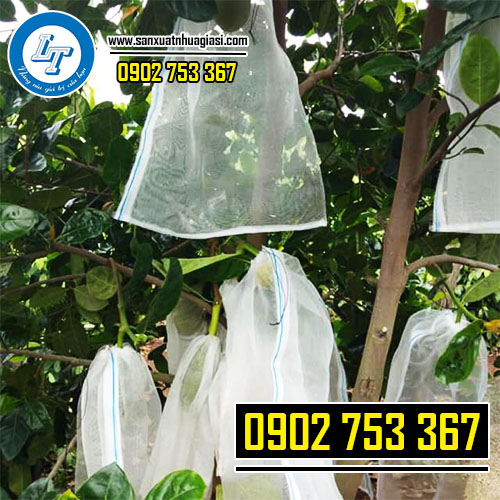 Các nhà vườn sử dụng túi lưới trùm mít để có năng suất quả cao