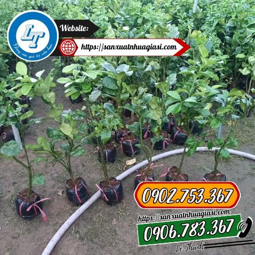 Ứng dụng túi bầu ươm cây cafe Ứng dụng túi bầu ươm cây cafe