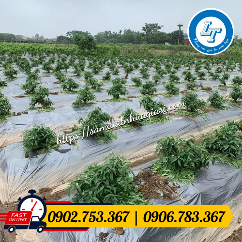Ứng dụng của màng phủ nông nghiệp Ứng dụng của màng phủ nông nghiệp