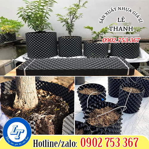 Tấm bầu ươm cây thông minh