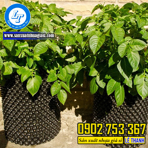 Bầu ươm cây thông minh Bầu ươm cây thông minh