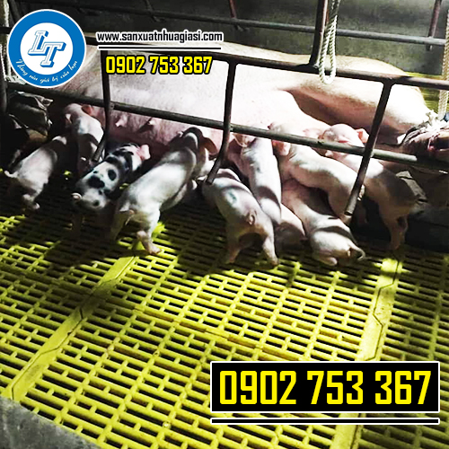 Nuôi heo nái trên tấm nhựa lót chuồng