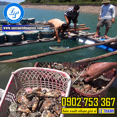 Thả rổ nuôi tu hài xuống nước biển với độ sâu nhất định