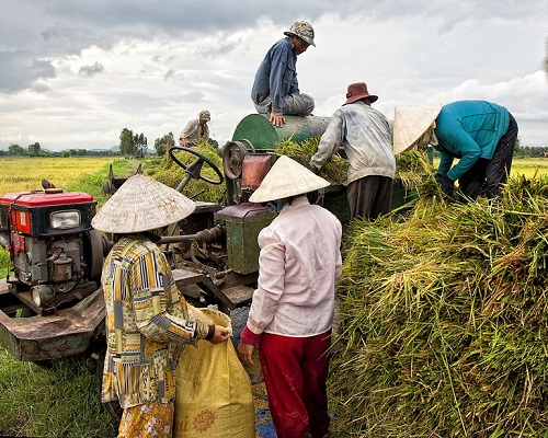 Mùa thu hoạch lúa của người nông dân
