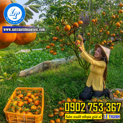 Thu hoạch quýt và vận chuyển bằng rổ xoài Thu hoạch quýt và vận chuyển bằng rổ xoài