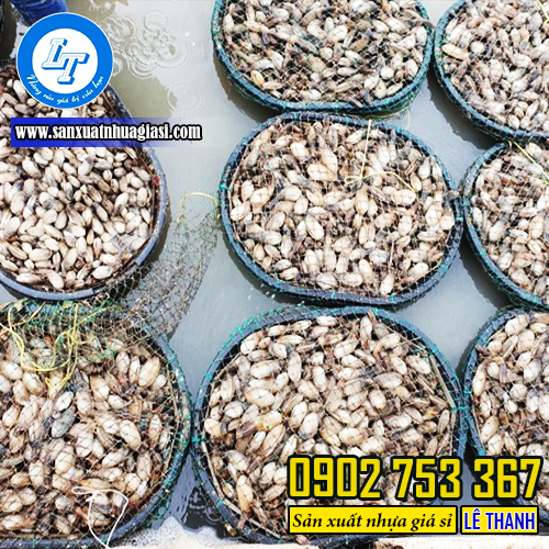 Thu hoạch tu hài đã trường thành