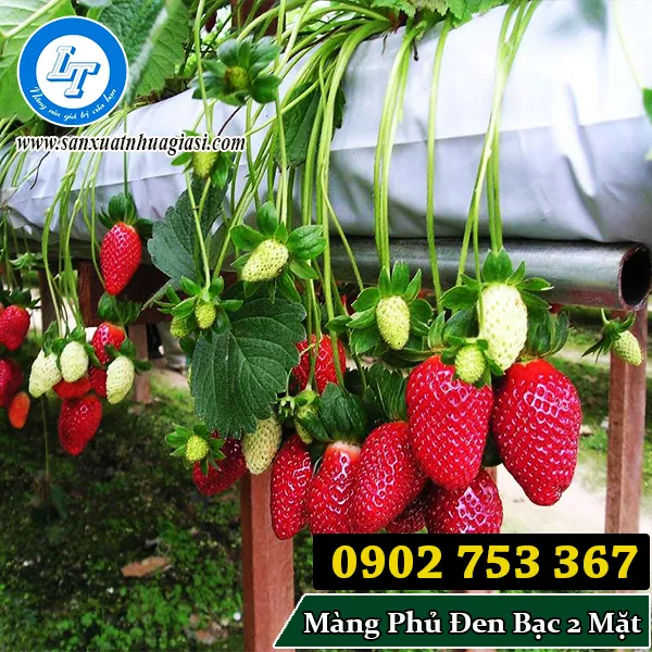 MÀNG NÔNG NGHIỆP CÓ BẠC PHẢN QUANG