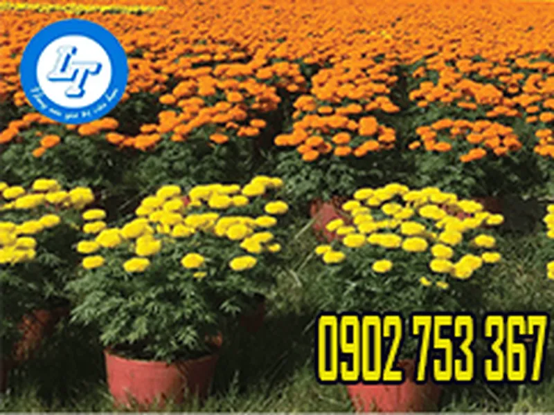 BÁN SỈ CHẬU VẠN THỌ GIÁ RẺ TP.HCM CHO NGÀY TẾT