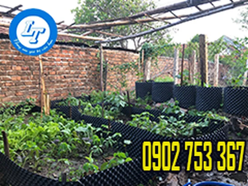 ĐỊA ĐIỂM BÁN BẦU ƯƠM CÂY GIÁ RẺ TẠI HCM