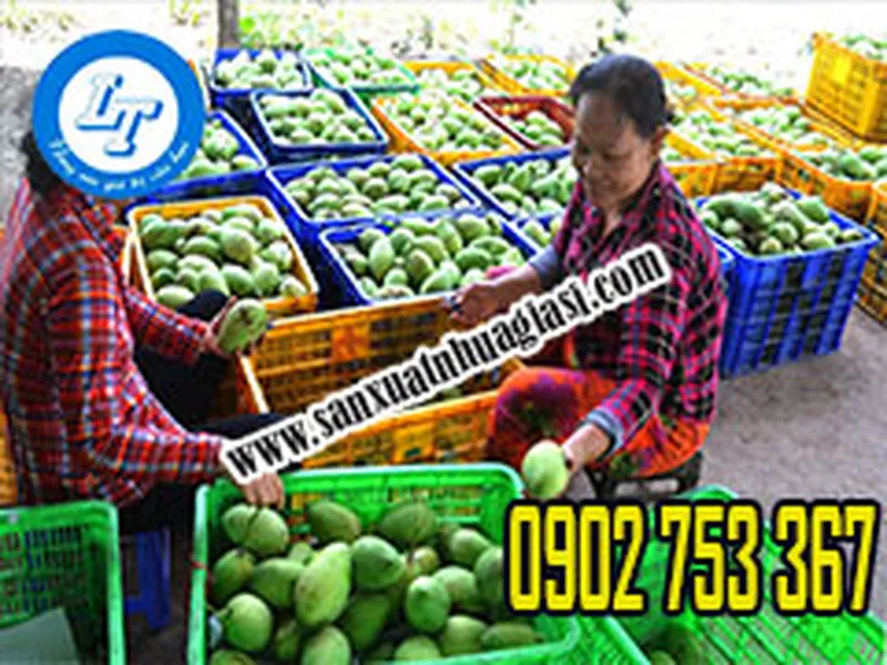 RỔ NHỰA ĐEN ĐỰNG TRÁI CÂY GIÁ SỈ RẺ HCM