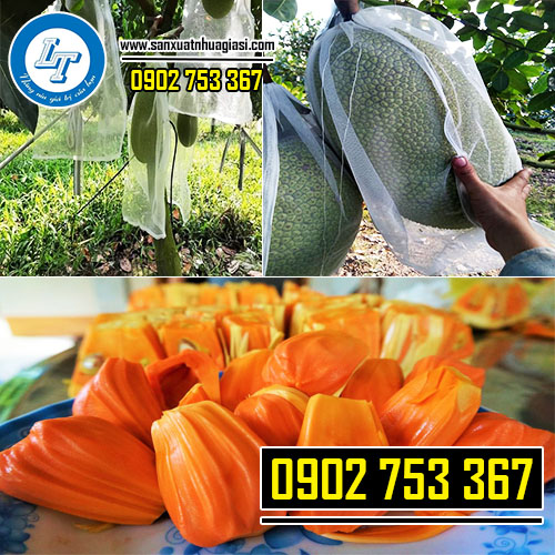 Túi lưới trùm mít giúp quả có màu sắc bắt mắt hơn