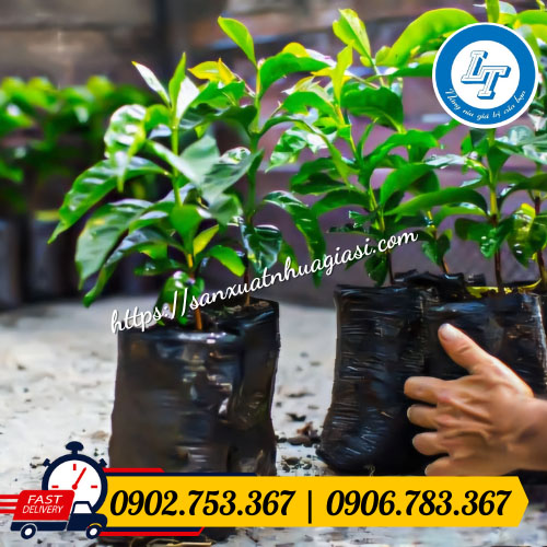 Túi nhựa đen trồng cây Túi nhựa đen trồng cây