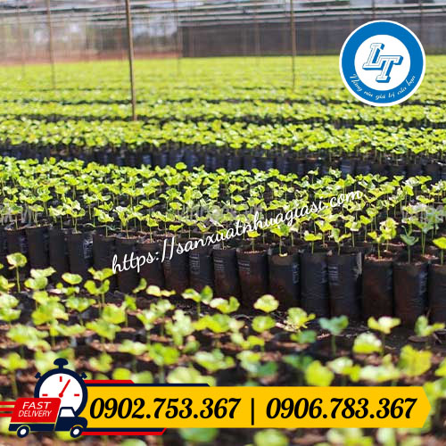 Ứng dụng túi nhựa đen trồng cây Ứng dụng túi nhựa đen trồng cây