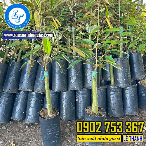 Ứng dụng của túi bầu ươm cây con Ứng dụng của túi bầu ươm cây con