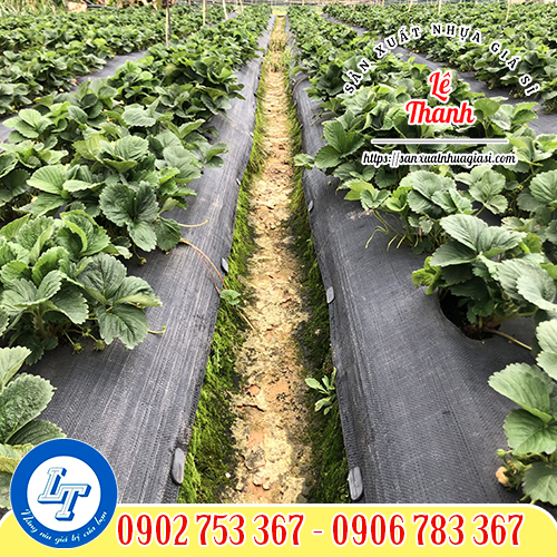 Ứng dụng bạt phủ chống cỏ trong nông nghiệp Ứng dụng bạt phủ chống cỏ trong nông nghiệp