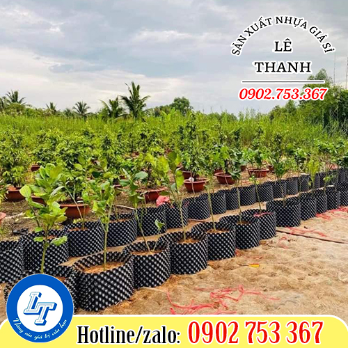 Ứng dụng của bầu ươm cây thông minh Ứng dụng của bầu ươm cây thông minh