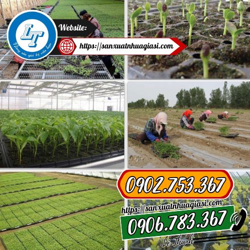 Ứng dụng phổ biến của khay ươm hạt lỗ tròn Ứng dụng phổ biến của khay ươm hạt lỗ tròn