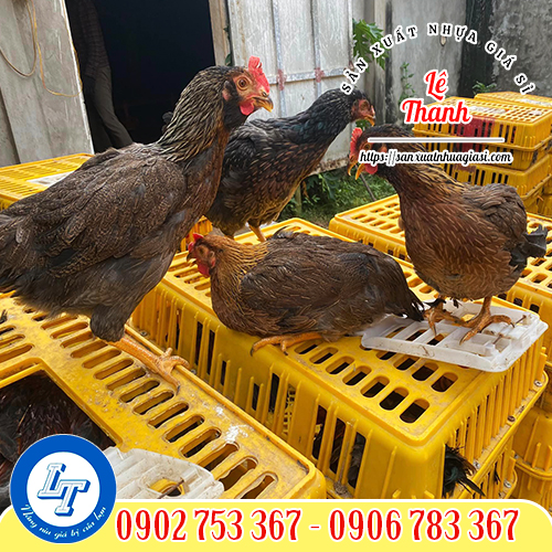 Ứng dụng của lồng nhựa bắt gà Ứng dụng của lồng nhựa bắt gà