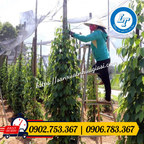 Sử dụng lưới mùng để che vườn tiêu Sử dụng lưới mùng để che vườn tiêu