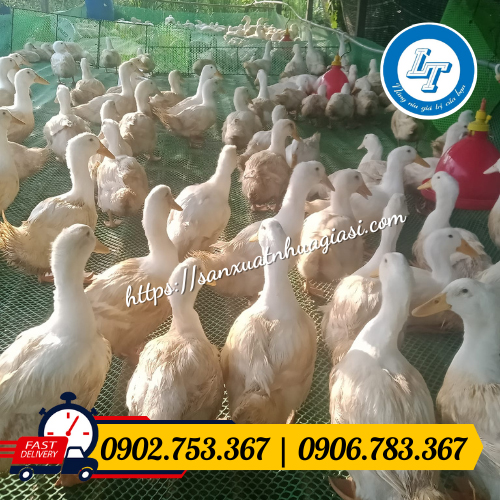 Ứng dụng lót sàn chăn nuôi gà vịt Ứng dụng lót sàn chăn nuôi gà vịt