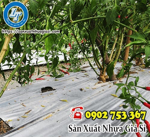 Sử dụng màng phủ nông nghiệp vào trồng cây ớt