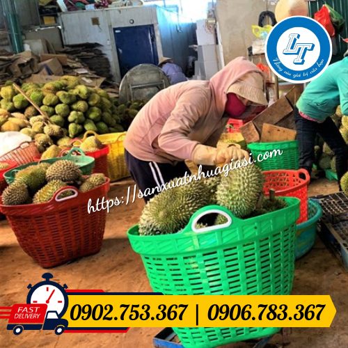 Ứng dụng phổ biến của sọt đựng sầu riêng Ứng dụng phổ biến của sọt đựng sầu riêng