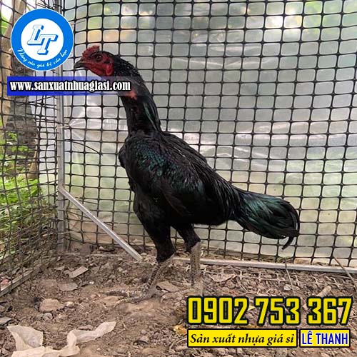 Ứng dụng quây gà vịt của lưới ô vuông Ứng dụng quây gà vịt của lưới ô vuông