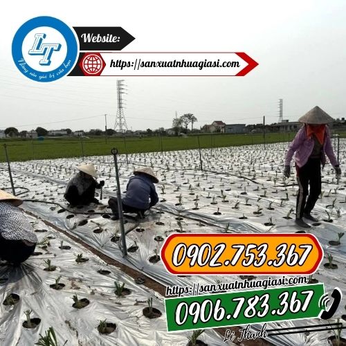 Ứng dụng màng phủ nông nghiệp trong thực tiễn Ứng dụng màng phủ nông nghiệp trong thực tiễn