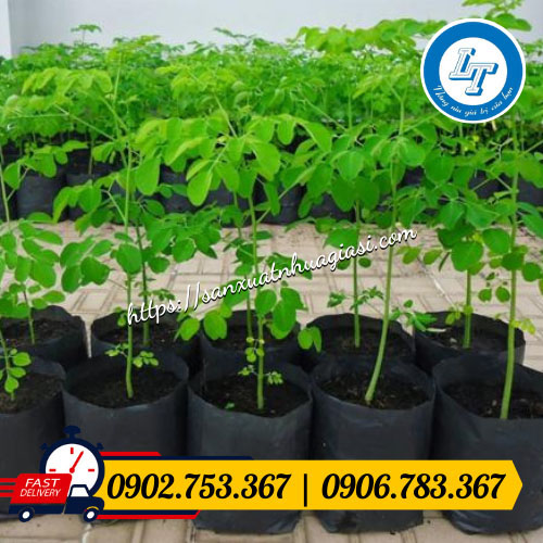 Ứng dụng túi bầu ươm cây Ứng dụng túi bầu ươm cây