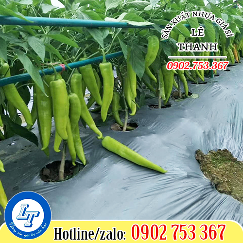 Ưu điểm của bạt phủ đất nông nghiệp Ưu điểm của bạt phủ đất nông nghiệp