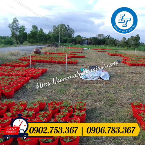 Ứng dụng chậu nhựa trồng cây Ứng dụng chậu nhựa trồng cây