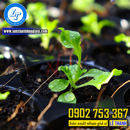 Ưu điểm khi sử dụng khay ươm cây Ưu điểm khi sử dụng khay ươm cây