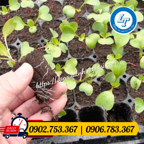 Ưu điểm mà khay ươm cây mang lại Ưu điểm mà khay ươm cây mang lại