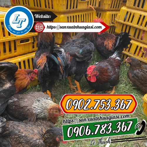 Vai trò của lồng nhốt gia cầm trong việc vận chuyển gà vịt Vai trò của lồng nhốt gia cầm trong việc vận chuyển gà vịt