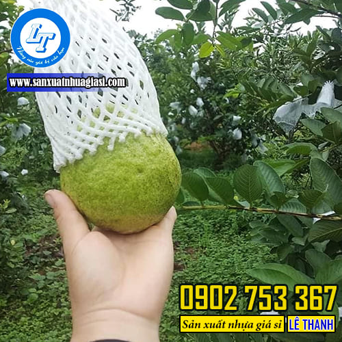 Xốp lưới giúp quả ổi tránh các tác động từ côn trùng