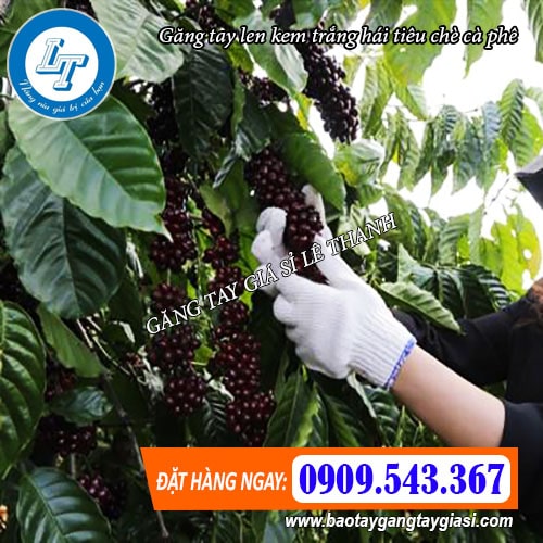 găng tay len kem trắng dùng hái tiêu cà phê găng tay len kem trắng dùng hái tiêu cà phê