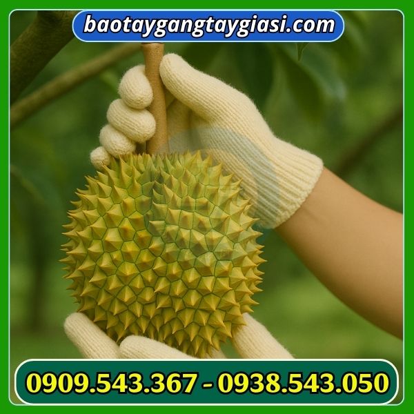 Găng tay len hái sầu riêng an toàn Găng tay len hái sầu riêng an toàn