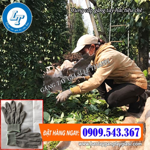 găng tay vải mỏng hái tiêu chè găng tay vải mỏng hái tiêu chè