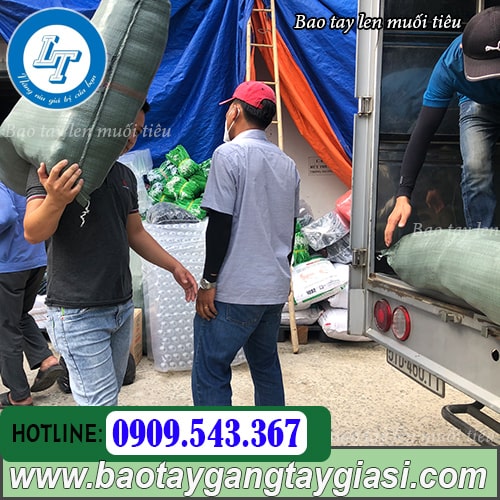 Tìm mua bao tay muối tiêu