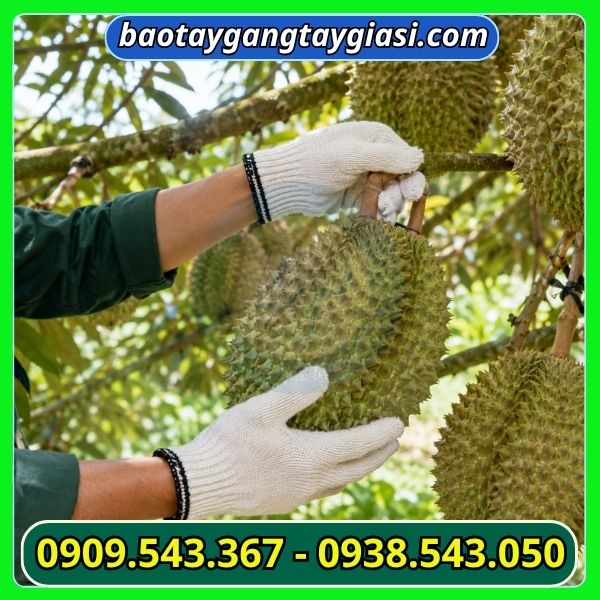 Găng tay len kem 80g ứng dụng hái sầu riêng Găng tay len kem 80g